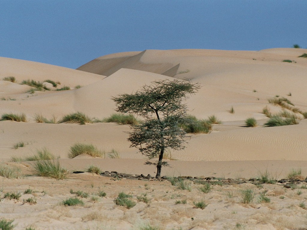 Flore et végétation du Sahara : l'acacia raddiana, un régal pour les animaux du Sahara !