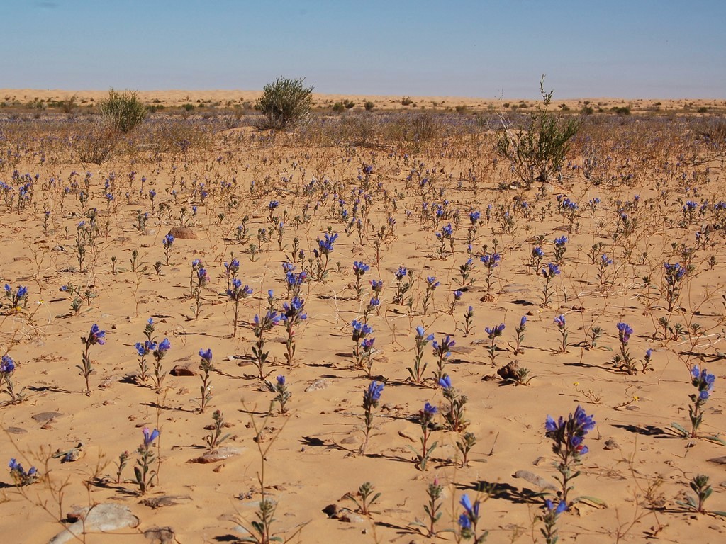 Flore et végétation du Sahara : l'acheb après quelques gouttes de pluie dans le désert