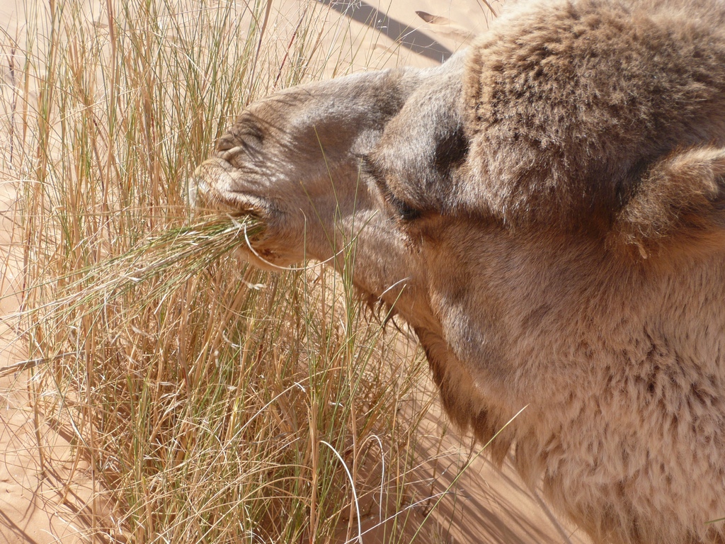 Flore et végétation du Sahara : l'Alfa, un festin pour les chameaux