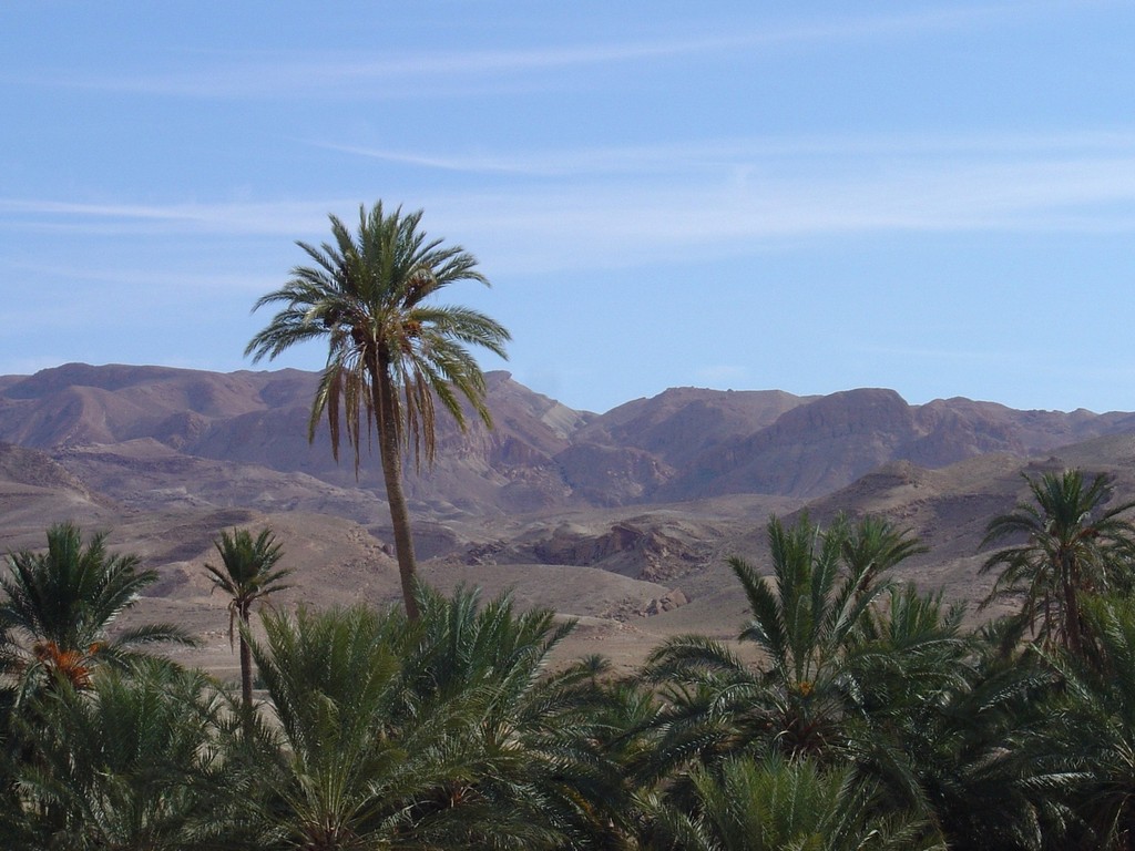 Flore et végétation du Sahara : la palmier-dattier, l'arbre roi du désert