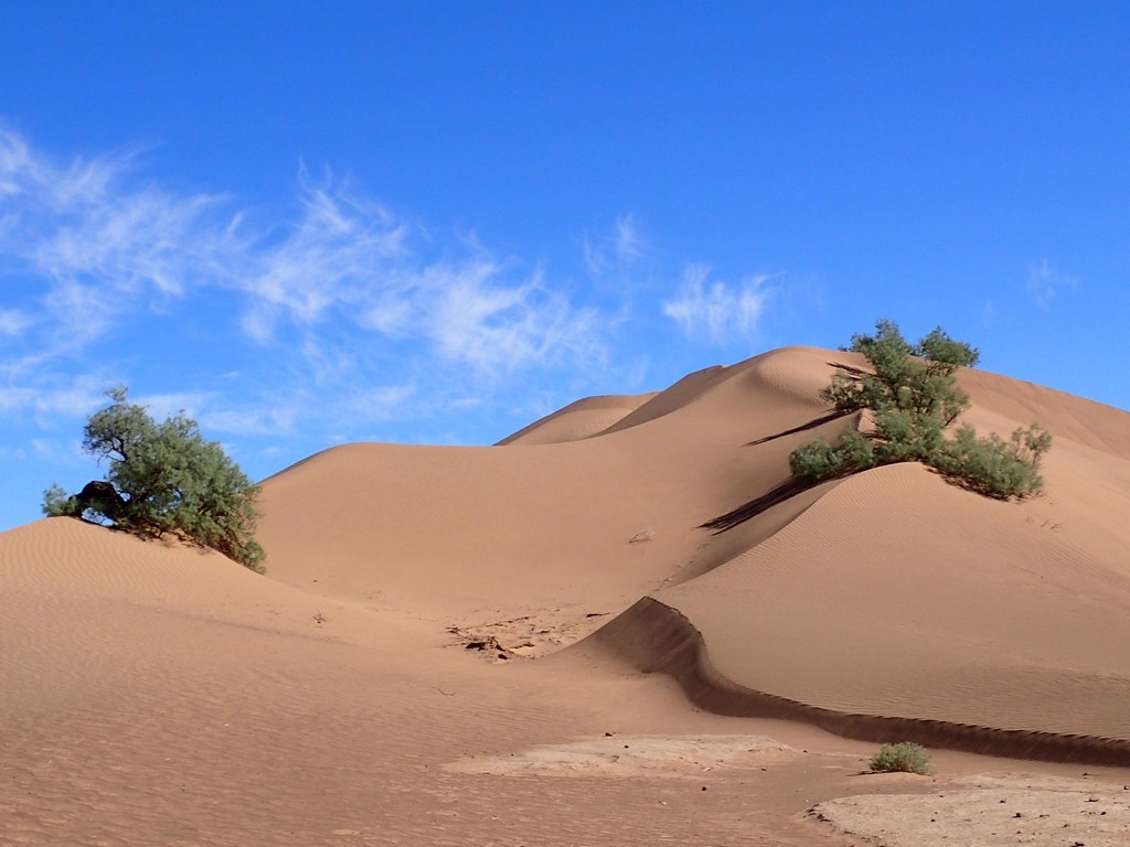 Flore et végétation du Sahara : le Tamari, l'arbre le plus répandu dans les vastes étendues de sable du désert