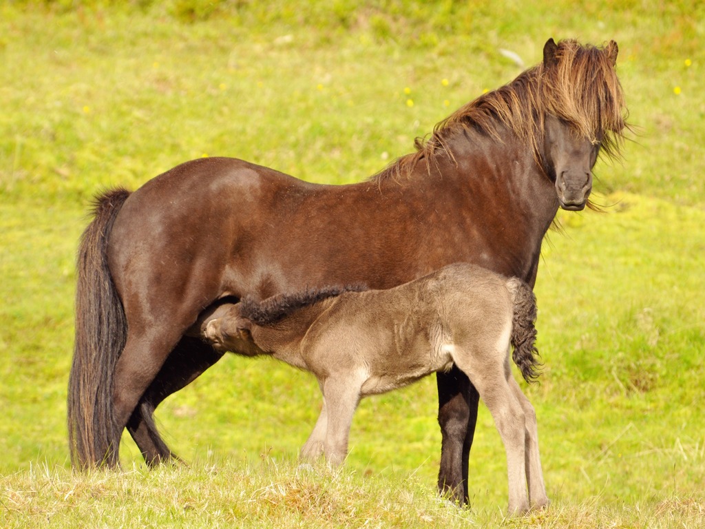 cheval islandais : une maman et son petit
