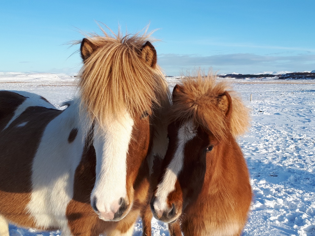 cheval islandais : la race Hestur est l'unique race chevaline originaire et présente en Islande