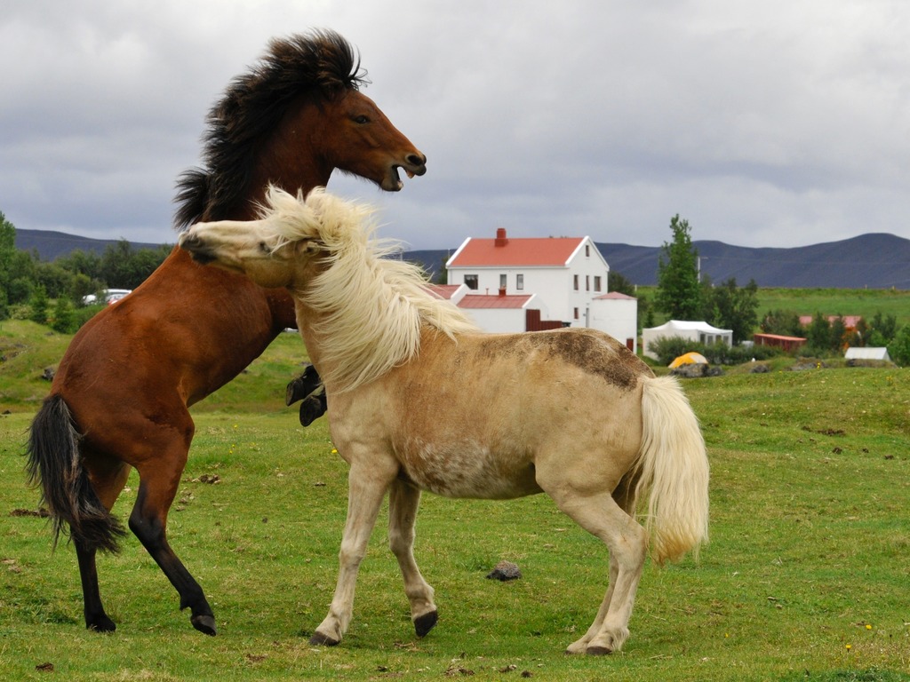 douceur et fougue caractérisent le cheval islandais