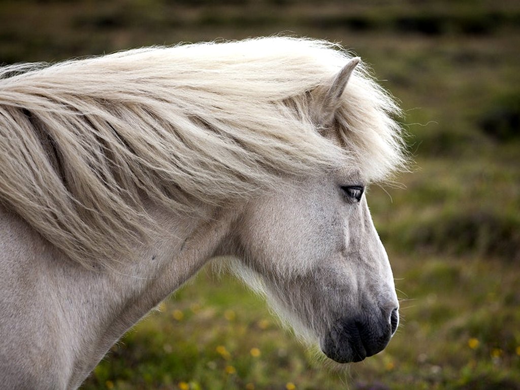 le cheval islandais, un compagnon très affectueux