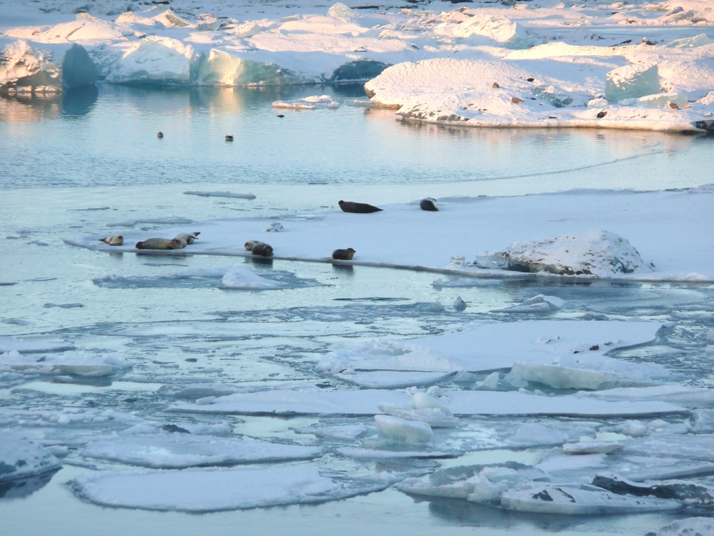 Voyage en Islande : les phoques ont élu domicile dans la lagune glaciaire de Jökulsárlón !