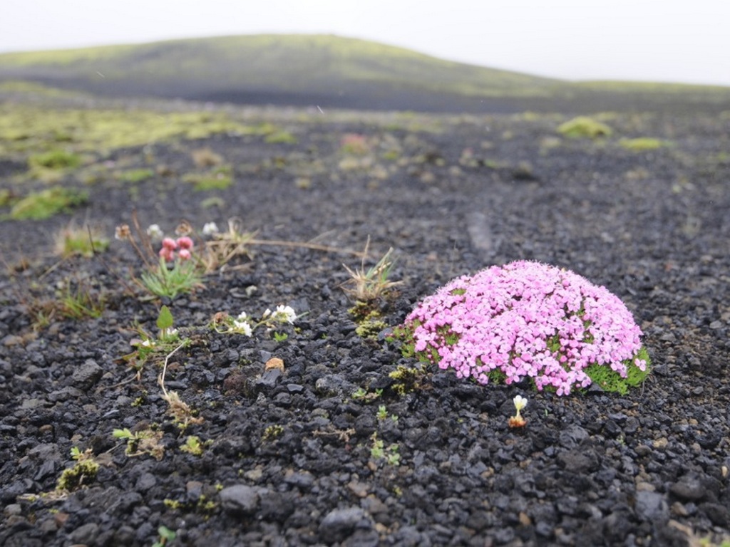 Paysages islandais : Silène acaule en fleurs, sur le sol volcanique