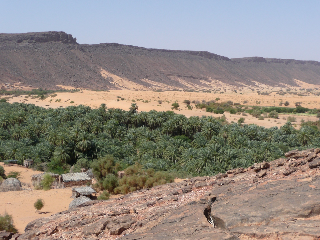 Voyage dans le désert en Mauritanie : une palmeraie dans l'Adrar