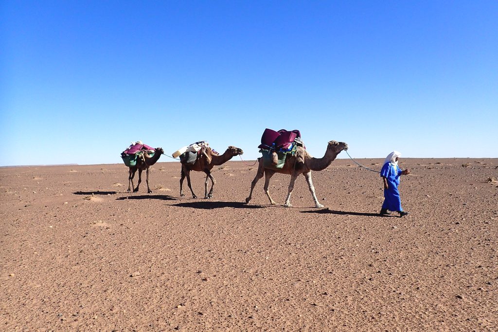 Peuple marocain : chamelier cheminant vers les grands ergs marocains