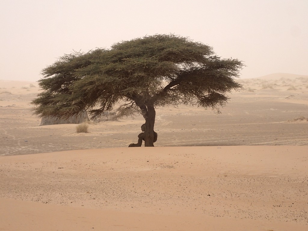 Proverbes maures et contes de Mauritanie : la sagesse du peuple maure